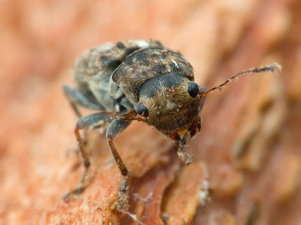 Exechesops foliatus Frieser & R., 1995